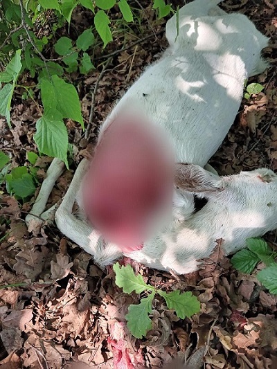 "Litvínovická" bílá srna uhynula po útoku psa. Mládě bez matky nepřežije