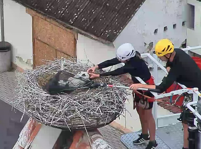 Ornitologové okroužkovali čápata na dubenském kostele