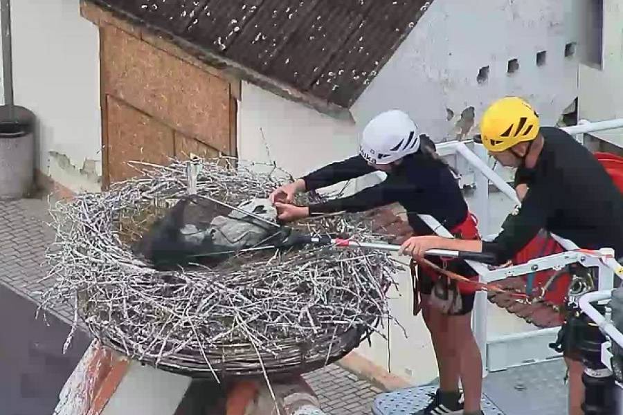 Ornitologové okroužkovali čápata na dubenském kostele